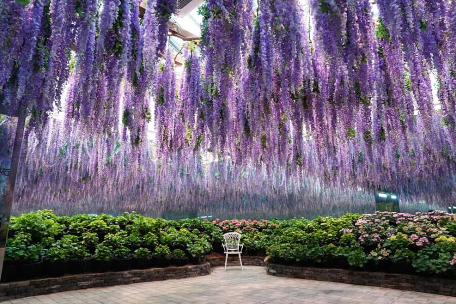 Gyeonggi: Gaypeong Begonia Bird Park Entry Ticket - What’s Included in the Ticket