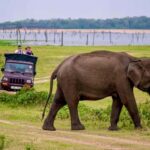 Habarana: Elephants & Loris Watching Night Safari Tour - Practical Details and Value for Money