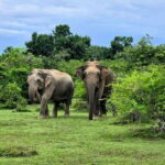 Habarana : Habarana Eco Park Elephant Safari Adventure - Is This Tour Right for You?