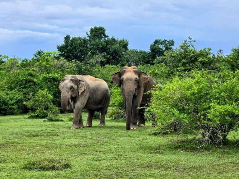 Habarana : Habarana Eco Park Elephant Safari Adventure - Is This Tour Right for You?