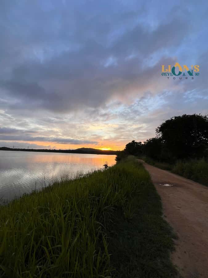Habarana & Sigiriya: Night Safari to see nocturnal wildlife - The Wildlife You Might See