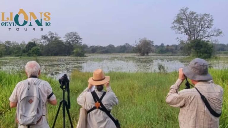 Habarana & Sigiriya: Night Safari to see nocturnal wildlife - What’s Missing or Could Be Better?