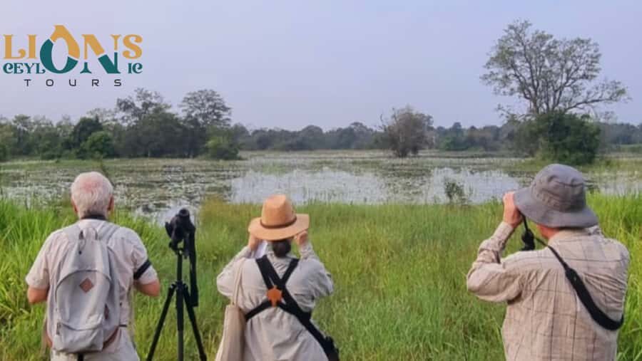Habarana & Sigiriya: Night Safari to see nocturnal wildlife - What’s Missing or Could Be Better?
