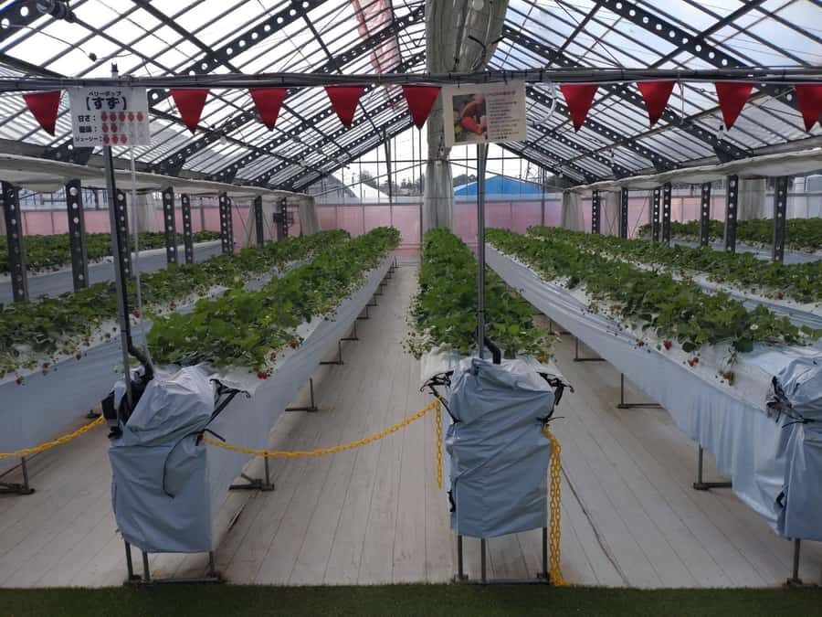 Hadano, Japan: Strawberry Picking Experience Near Tokyo - Transport and Practical Details