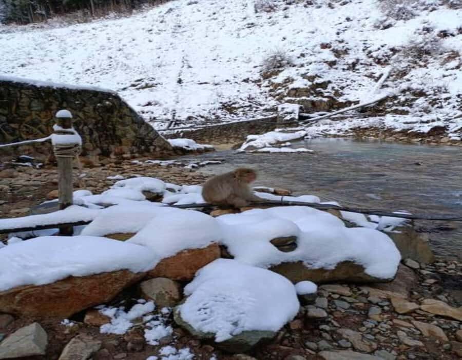 Hakuba: Snow Monkeys and Alpine Escape Private Tour - The Experience: What Travelers Can Expect