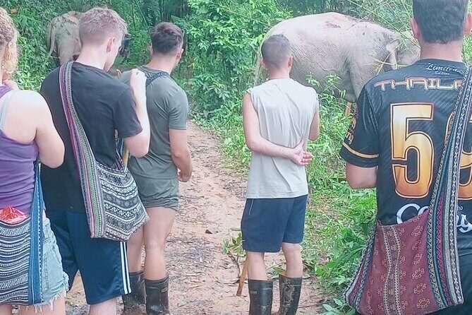Half Day Afternoon Elephant Observation Tour in Chiang Mai - The Breakdown of the Itinerary