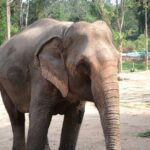 Half day Ethnic Elephant Sanctuary and Bee Farm - The Sum Up