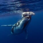 Half-Day Humpback Whales Encounter in Moorea - The Value for Money