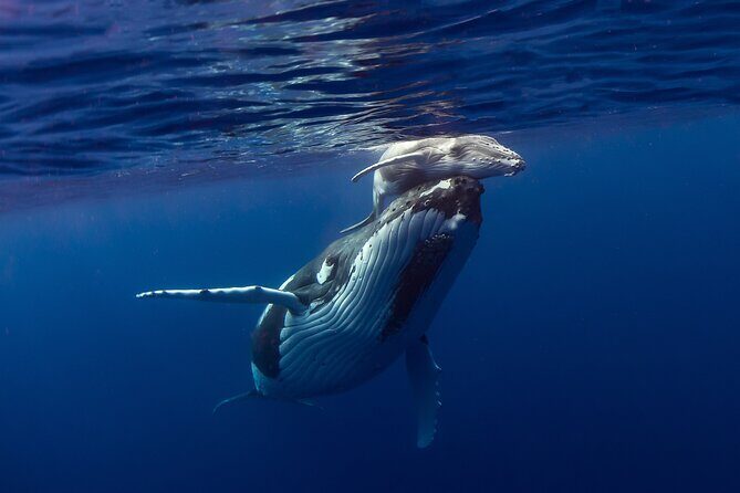 Half-Day Humpback Whales Encounter in Moorea - The Value for Money