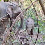 Half Day Morning Elephant Observation Tour in Chiang Mai - What Makes This Tour Stand Out