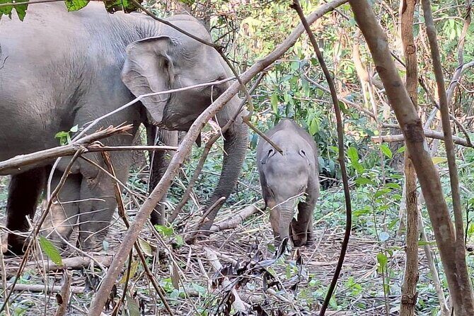 Half Day Morning Elephant Observation Tour in Chiang Mai - What Makes This Tour Stand Out