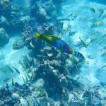 Half-Day Muri Lagoon BBQ Lunch Cruise including Snorkeling - Who Should Book This Tour?