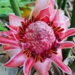 Half-Day Nature Culture Excursion, Tropical Taino Garden Tour - Real Experiences from Travelers