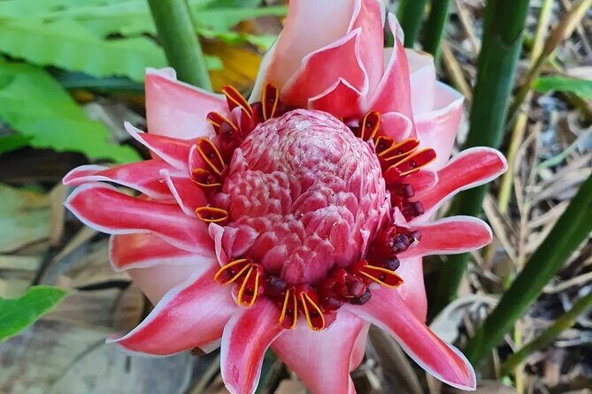 Half-Day Nature Culture Excursion, Tropical Taino Garden Tour - Real Experiences from Travelers