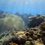 Half Day Outer Reef Snorkelling Tour from Port Douglas - Who Should Choose This Tour?