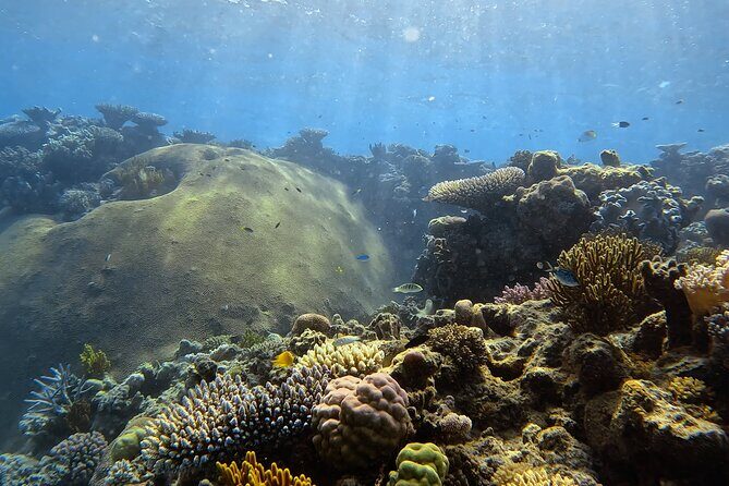 Half Day Outer Reef Snorkelling Tour from Port Douglas - Who Should Choose This Tour?