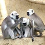 Half-Day Panna Safari: Guaranteed Tiger Sightings - Exploring the Panna National Park Safari