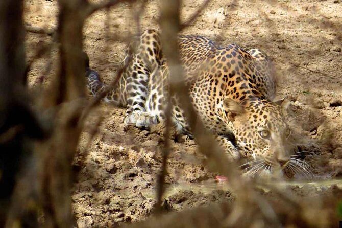 Half Day Safari in Yala National Park from Hambantota Harbor - The Pros and Cons