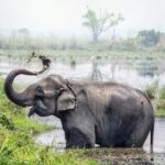 Half Day Sharing Jeep Safari in Chitwan National Park - The Itinerary Breakdown