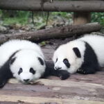 Half day small group tour to Chengdu Panda Breeding Center - What’s Included and What’s Not