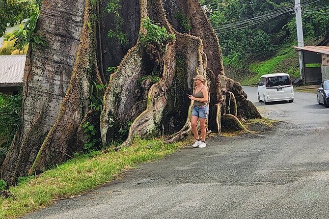 Half Day Tobago Tours with Transfers - Transportation and Comfort