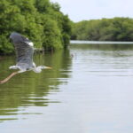 Half Day Tour to Muthurajawela, Lagoon, Dutch Canal and Mangroves - Authentic Experiences from Reviews