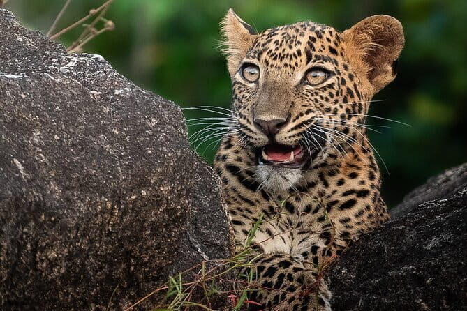 Half Day trip in Yala National Park - Final Thoughts