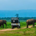 Half Day Udawalawe National Park Safari (Entrance + Lunch) - Why This Tour Offers Great Value