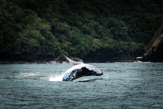 Half Day Whale Watching in a Small Shared Group - What to Expect from the Itinerary