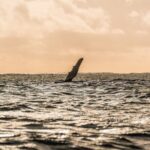 Half day whale watching | Without launch - FAQ