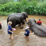 Half-day with CHIANGMAI ELEPHANT CARE program (12pm-6pm.) - What’s Included & What’s Not