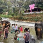 Half day with Elephants at Patong Elephant Hug No ride No trick - The Itinerary: What You Can Expect