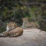 Hambantota Port Cruise: Yala Safari (Shore Excursion) - The Sum Up