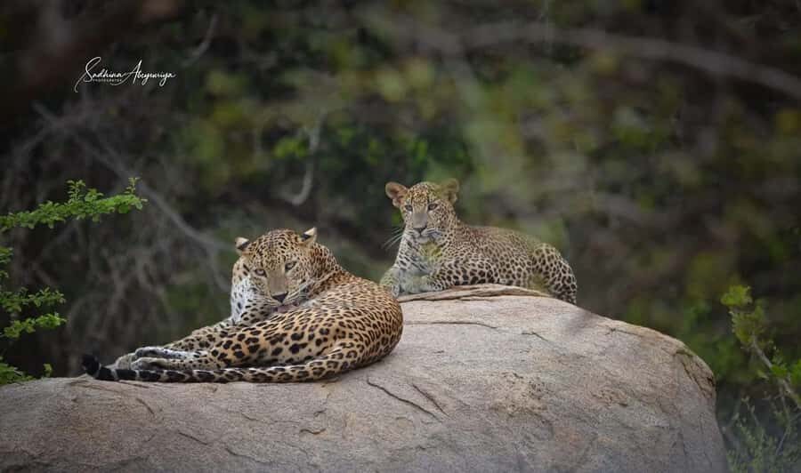 Hambantota Port Cruise: Yala Safari (Shore Excursion) - What You Should Know Before Booking