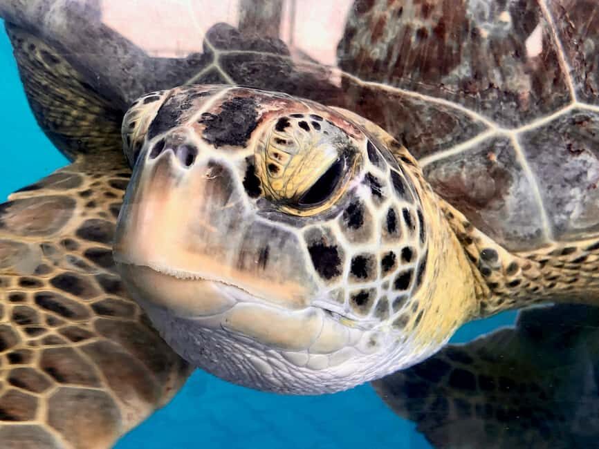 Hambantota Port: Galle Fort ,River Safari & Sea Turtle Visit - What Makes This Tour Stand Out?