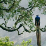 Hambantota Port: Udawalawe Safari Tour & Transit Home Visit - Visiting the Elephant Transit Home: Rescued Elephants in Action