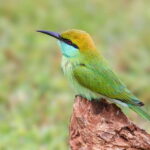 Hambantota Port: Yala National Park Safari (Shore Excursion) - Who Should Consider This Tour?