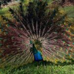 Hampden Rum Factory Tour With French Guide - Practical Details and Considerations