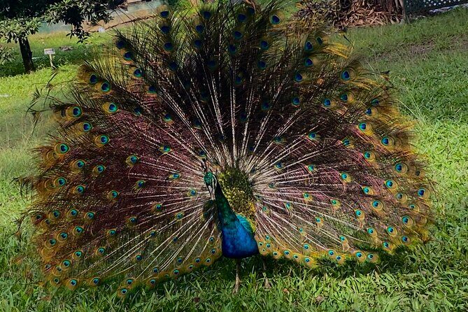 Hampden Rum Factory Tour With French Guide - Practical Details and Considerations