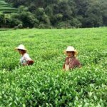 Hangzhou Cultural Day Tour by Mini Coach - What Makes This Tour Stand Out?