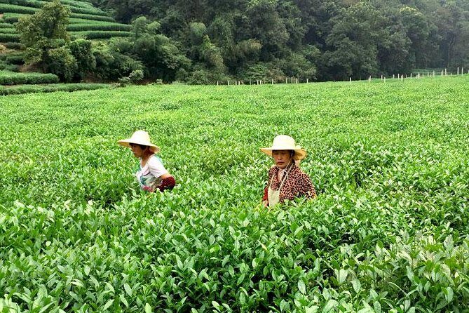 Hangzhou Cultural Day Tour by Mini Coach - What Makes This Tour Stand Out?