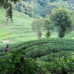 Hangzhou Iconic Group Day Tour - Who Should Consider This Tour?