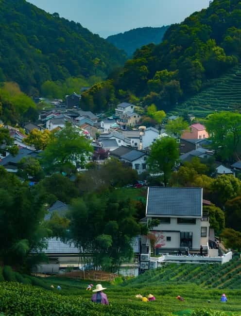 Hangzhou: Longjing Village Tea Picking and Tasting Tour - Why Consider This Tour?