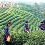 Hangzhou Nature and Garden Private Day Tour with Tea Village and Lunch - What’s Included & How It Matters