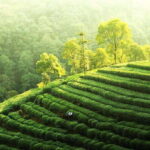 Hangzhou Private Day Trip by Bullet Train from Shanghai - What This Tour Offers for Different Travelers