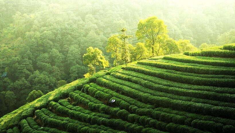 Hangzhou Private Day Trip by Bullet Train from Shanghai - What This Tour Offers for Different Travelers