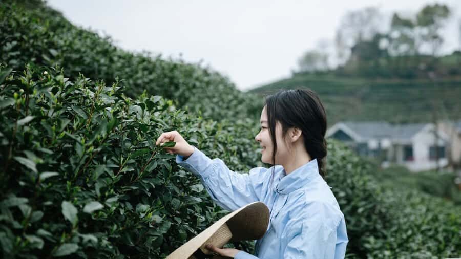 Hangzhou: Tea Village Photoshoot in Longjing - Practical Details and Tips