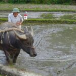Hanoi: BEST Day Trip to Mai Chau Explore hidden charms, biking - Who Is This Tour Best For?