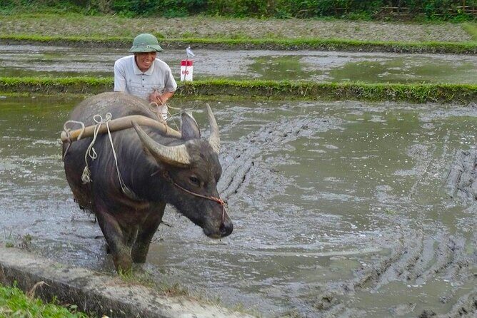 Hanoi: BEST Day Trip to Mai Chau Explore hidden charms, biking - Who Is This Tour Best For?