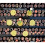 Hanoi: Fish Trap, Soy Sauce Village or Hat & Incense Village - Fish Trap Village in Hung Yen